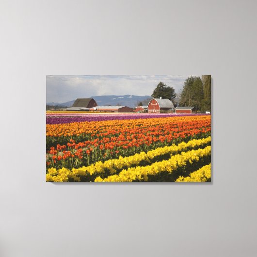 WA, Skagit Valley, Tulip fields in bloom Canvas Afdruk (Voorkant)
