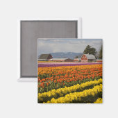 WA, Skagit Valley, Tulip fields in bloom Magneet (Voorkant / Achterkant)