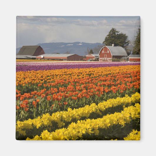 WA, Skagit Valley, Tulip fields in bloom Magneet (Voorkant)