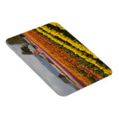 WA, Skagit Valley, Tulip fields in bloom Magneet (Rechterzijde)