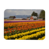WA, Skagit Valley, Tulip fields in bloom Magneet (Horizontaal)