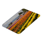 WA, Skagit Valley, Tulip fields in bloom Magneet (Linkerzijde)