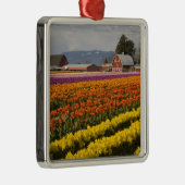 WA, Skagit Valley, Tulip fields in bloom Metalen Ornament (Rechts)