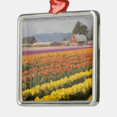 WA, Skagit Valley, Tulip fields in bloom Metalen Ornament (Links)