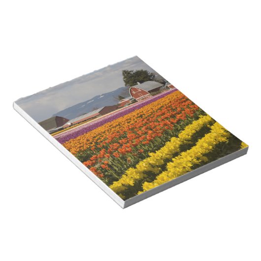 WA, Skagit Valley, Tulip fields in bloom Notitieblok (Schuin)
