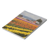 WA, Skagit Valley, Tulip fields in bloom Notitieblok (Linkerzijde)