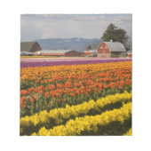WA, Skagit Valley, Tulip fields in bloom Notitieblok (Voorkant)