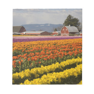 WA, Skagit Valley, Tulip fields in bloom Notitieblok