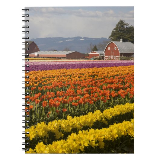 WA, Skagit Valley, Tulip fields in bloom Notitieboek (Voorkant)