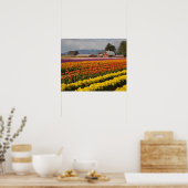 WA, Skagit Valley, Tulip fields in bloom Poster (Keuken)