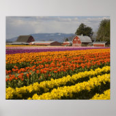 WA, Skagit Valley, Tulip fields in bloom Poster (Voorkant)