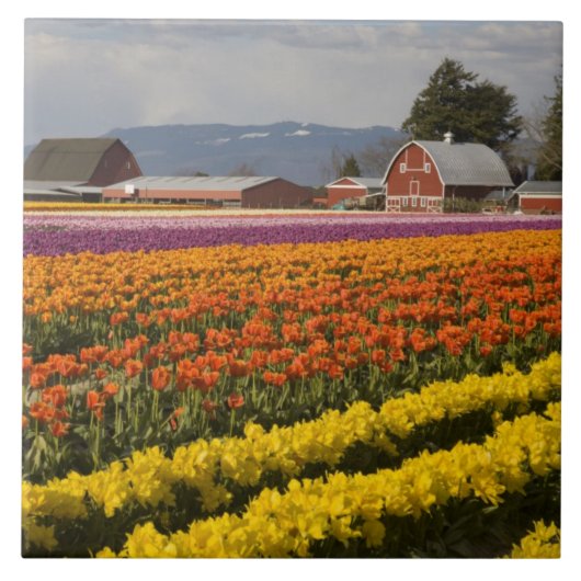 WA, Skagit Valley, Tulip fields in bloom Tegeltje (Voorkant)