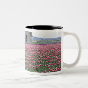 WA, Skagit Valley, Tulpenveld en Schuur Tweekleurige Koffiemok
