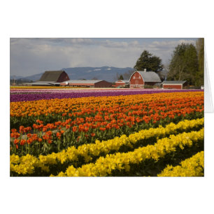WA, Skagit Valley, Tulpenvelden in bloei, bij