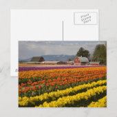 WA, Skagit Valley, Tulpenvelden in bloei, bij Briefkaart (Voorkant / Achterkant)