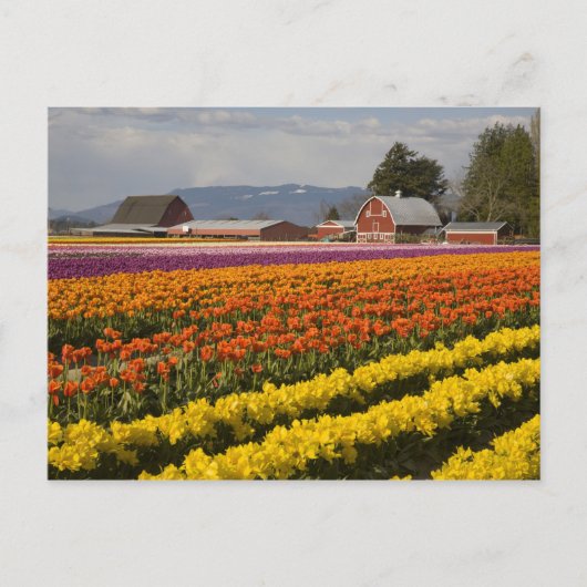 WA, Skagit Valley, Tulpenvelden in bloei, bij Briefkaart (Voorkant)