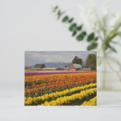 WA, Skagit Valley, Tulpenvelden in bloei, bij Briefkaart (Staand voorkant)