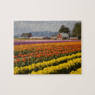 WA, Skagit Valley, Tulpenvelden in bloei, bij Legpuzzel