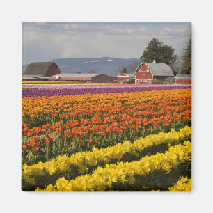 WA, Skagit Valley, Tulpenvelden in bloei, bij Magneet