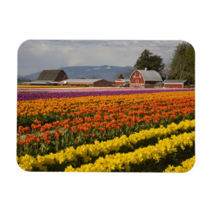 WA, Skagit Valley, Tulpenvelden in bloei, bij Magneet