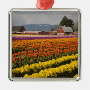 WA, Skagit Valley, Tulpenvelden in bloei, bij Metalen Ornament