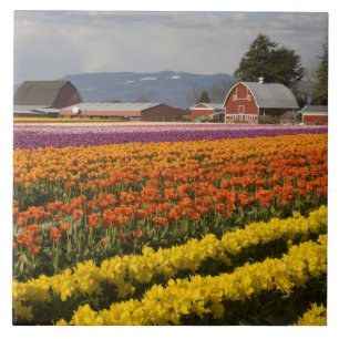 WA, Skagit Valley, Tulpenvelden in bloei, bij Tegeltje