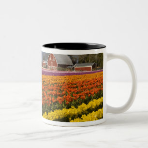 WA, Skagit Valley, Tulpenvelden in bloei, bij Tweekleurige Koffiemok