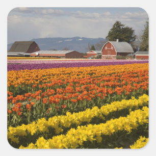 WA, Skagit Valley, Tulpenvelden in bloei, bij Vierkante Sticker