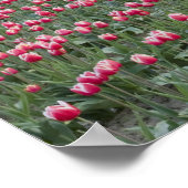 WA, Skagit Valley, Tulpveld en Schuur Poster (Hoek)
