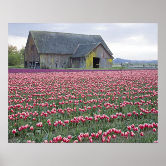 WA, Skagit Valley, Tulpveld en Schuur Poster (Voorkant)