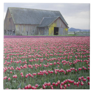 WA, Skagit Valley, Tulpveld en Schuur Tegeltje