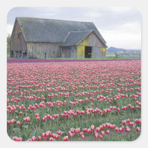 WA, Skagit Valley, Tulpveld en Schuur Vierkante Sticker