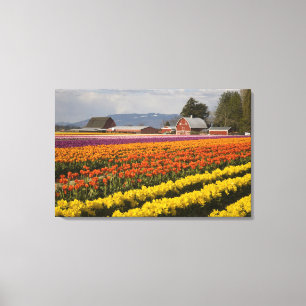 WA, Skagit Valley, Tulpvelden in bloei, bij Canvas Afdruk