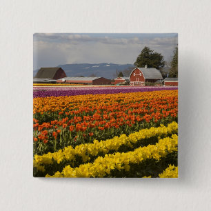 WA, Skagit Valley, Tulpvelden in bloei, bij Vierkante Button 5,1 Cm