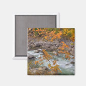 WA, Wenatchee National Forest, Maple Tree en Magneet (Voorkant / Achterkant)