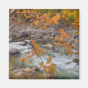 WA, Wenatchee National Forest, Maple Tree en Magneet