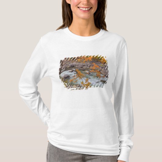 WA, Wenatchee National Forest, Maple Tree en T-shirt (Voorkant)