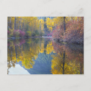 WA, Wenatchee National Forest, Whitepine Creek, Briefkaart