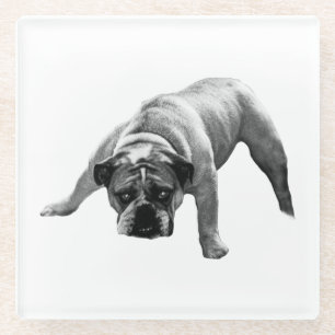 Waakzame Bulldog Onderzetter