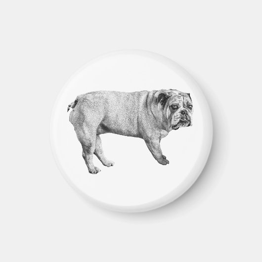 waakzame bulldogmagneet magneet (Voorkant)