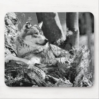 waakzame wolf muismat