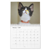 Waanzinnig over de wandkalender van Cats 2023 Kalender (Feb 2027)