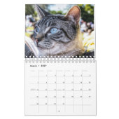 Waanzinnig over de wandkalender van Cats 2023 Kalender (Mar 2027)