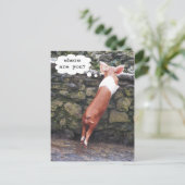 Waar ben je? Funny Pig Photo Briefkaarten (Staand voorkant)