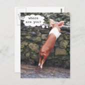 Waar ben je? Funny Pig Photo Briefkaarten (Voorkant / Achterkant)