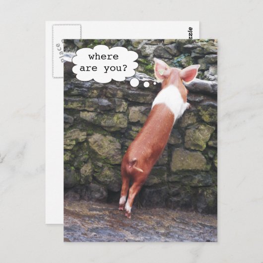 Waar ben je? Funny Pig Photo Briefkaarten (Voorkant / Achterkant)