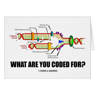 Waar ben je voor gecodeerd? (DNA-replicatie)