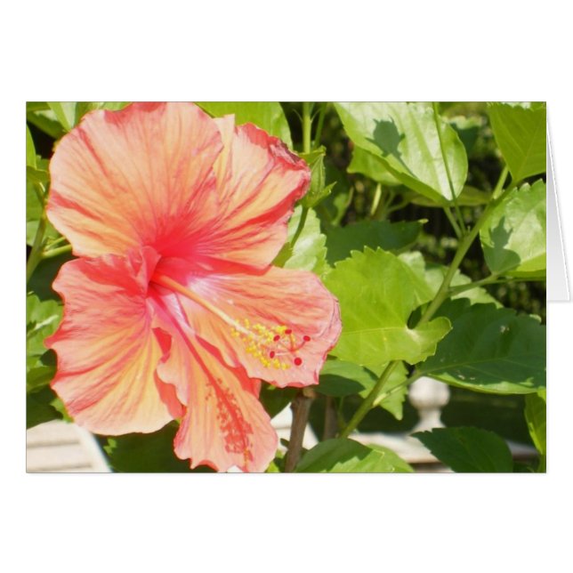 Waar bloemen bloeien, is hoop ook. (Voorkant Horizontaal)