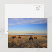 Waar de buffelroam briefkaart (Voorkant / Achterkant)