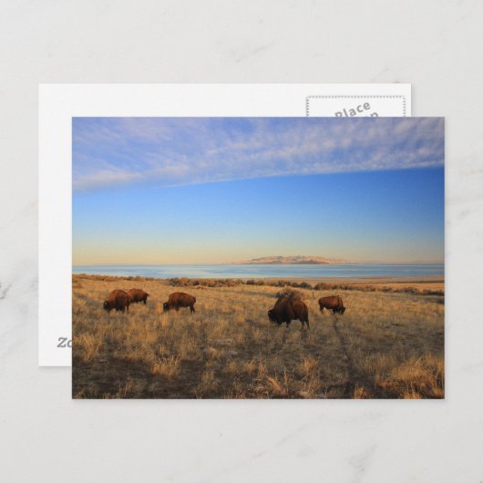 Waar de buffelroam briefkaart (Voorkant / Achterkant)